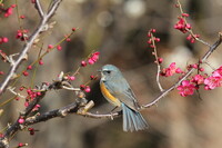 幸せを呼ぶ鳥 で 思いつく鳥は どんな鳥ですか 幸せを呼ぶ青 Yahoo 知恵袋