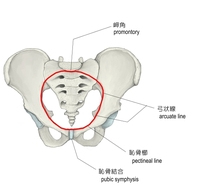 恥骨筋の起始である 恥骨櫛 名前の由来が分かる方いますか なぜ 髪をとく道具 Yahoo 知恵袋