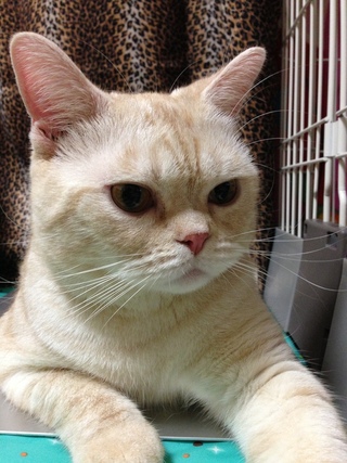 美猫の条件ってなんですかね 友達の家のネコはシャムもどきなので よ Yahoo 知恵袋