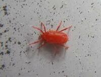 虫をつぶしたとき赤い血液でるむしいますか 蜘蛛でもいいです 昆虫やクモは Yahoo 知恵袋