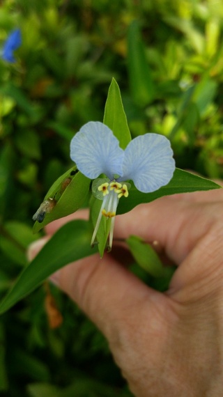 ツユクサについて教えてください 葉 花 種 根 茎についてシンプルに教 Yahoo 知恵袋