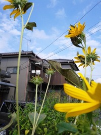 キクイモの保存法を教えてください 種芋に保存したいのですが 昨年プランターに Yahoo 知恵袋