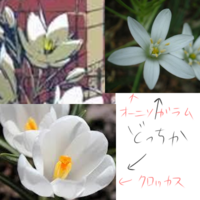 バルーンさんの シャルルという曲が好きなのですが 解釈がどうも上 Yahoo 知恵袋