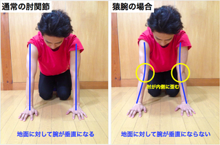 ベストコレクション 猿腕 割合 最高の壁紙のアイデアaahd