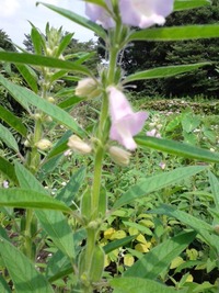 ゴマはどうやって収穫するんですか ゴマは下の方から順に花が咲き実になっ Yahoo 知恵袋