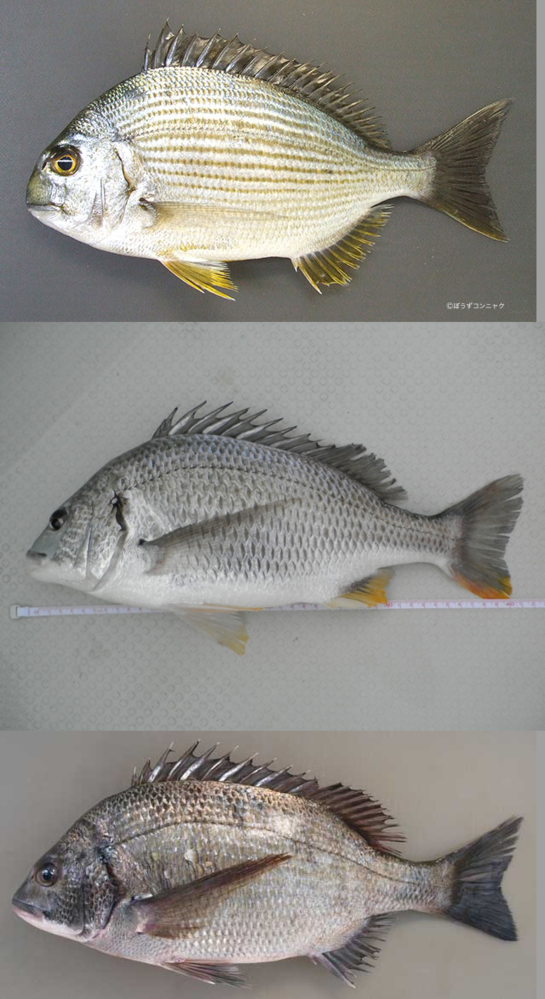 きびれチヌ ヘダイ どちらですか Yahoo 知恵袋