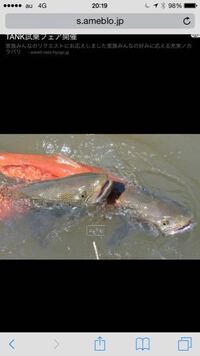 昔 釣りキチ三平で幻の魚 イトウ 釣りの巻を読んだ記憶があるんですが今でも Yahoo 知恵袋