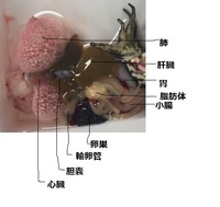 学校でカエル解剖をしたのですが この写真を見て どの臓器がどこにあ Yahoo 知恵袋