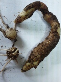 グロリオサ球根 かなり大きいです 春先までの保管方法 いろい Yahoo 知恵袋