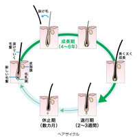 朝起きたら 布団と枕に10本前後抜けています その中には 短い毛が1 Yahoo 知恵袋