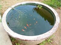金魚屋外飼育の水の蒸発について今年の夏頃から金魚とメダカを屋外飼育 Yahoo 知恵袋