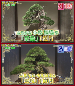 50 格付け 盆栽 画像 人気の王朝の壁紙bahd