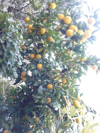 柚子が大好きで庭に柚子の木を植えようか悩んでいます 地植えにしよう Yahoo 知恵袋