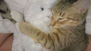 猫ちゃんの里親になるのですが その猫ちゃんを甘やかして育ててしまったため Yahoo 知恵袋