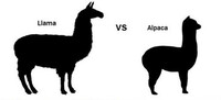 アルパカとラマの違いを教えてください わかりやすいポイン Yahoo 知恵袋