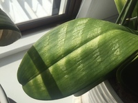 胡蝶蘭を育てているのですが 葉の一部が写真のようにぼこぼこしてしまいまし Yahoo 知恵袋