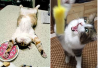 100均の猫じゃらしって効果ありますか これが100円だと Yahoo 知恵袋