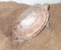 ニホンイシガメ ミナミイシガメの産卵について一般的にニホンイ Yahoo 知恵袋