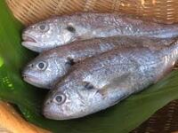 イシモチ という魚は 塩焼きにするとたいへん美味しいのですが Yahoo 知恵袋