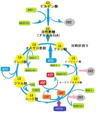 ピルビン酸脱炭酸反応