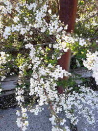 雪柳を部屋に活けたらいい感じになりそうですか 雪柳の季節はいつでしょうか お花 Yahoo 知恵袋