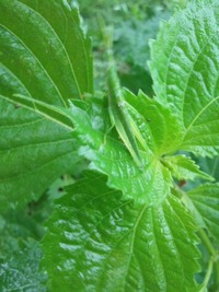 大葉につく虫はいますか 虫がつきやすい野菜なのでしょうか Yahoo 知恵袋