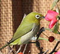 メジロが 梅の花に来ていますが 蜜を吸っているのですか 今ちょうど 梅の花 Yahoo 知恵袋