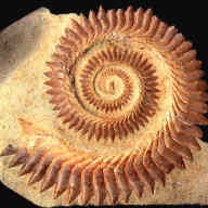 パラヘリコプリオンという鮫がいたという話がありますが その場合のした口が Yahoo 知恵袋