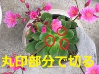 レウィシアの花が満開で咲き終わったあとの処理はどうしたらいいのですか Yahoo 知恵袋