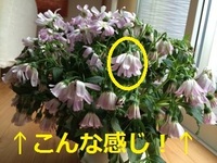 サイネリア シネラリア の栽培をしています 開花した花は 花が終われ Yahoo 知恵袋