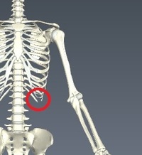 右肋骨の下に骨なのかしこりのような物が出来ているのに昨日 気づきまし Yahoo 知恵袋