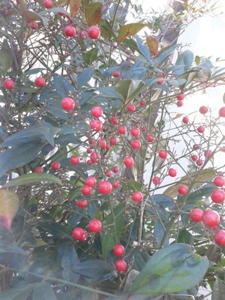 南天の実は何月頃に鳥に食べられますか ピラカンサの実は １２月頃迄は鳥に Yahoo 知恵袋