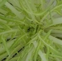 野菜の害虫 について教えて下さい ハウス栽培の水菜の 株の中にと Yahoo 知恵袋