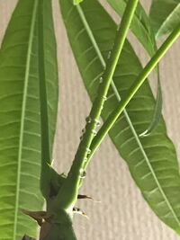 パキラ観葉植物についての質問です 葉っぱがベタベタになるのは何 Yahoo 知恵袋
