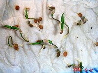 ナス科の種を蒔きたいと思います ナス科の発芽には 光 の要素は必要で Yahoo 知恵袋