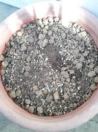 フォーチュンベゴニア 球根 の冬の間の管理の仕方で教えて頂きたい事があります Yahoo 知恵袋