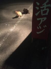 捨て猫がよくいる場所を教えて下さい こちらは港は沢山居ます後公園公園 Yahoo 知恵袋