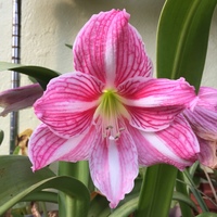 アマリリスの葉に赤茶色の筋が セキハン病 というものでしょうか Yahoo 知恵袋