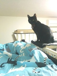 猫除けのトゲトゲシートを使ったことある人 おしえてください 飼い猫に危険な場 Yahoo 知恵袋