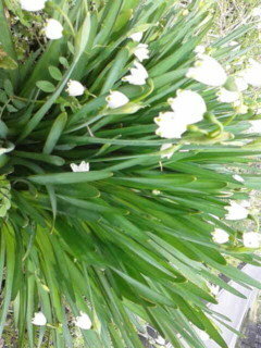 スズランみたいな形の白い花で 葉っぱは細く長い植物は何という名前で Yahoo 知恵袋