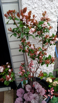 １ 和風庭園で 日本家屋の玄関前に植えるとしたらどんな庭木がおすすめですか Yahoo 知恵袋