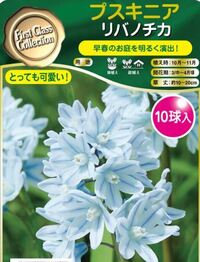 この球根の花の名前を教えて下さい プスキニア リバノティカです Yahoo 知恵袋