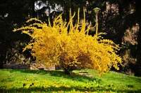 葉っぱがない黄色い花が咲く木の名前黄色い花がたくさん咲いていて Yahoo 知恵袋