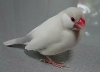 文鳥のイノとは どういう意味ですか また そのシルバーイノなどの文鳥 Yahoo 知恵袋