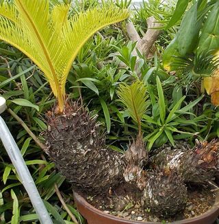 ソテツの植え替えについて教えて下さい 植え替えを行う為に 鉢を割り 何とかソ Yahoo 知恵袋