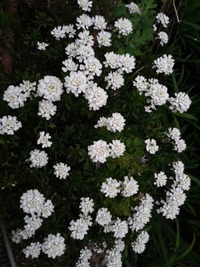 イベリスの元気がないです 10日ほど前に購入した宿根草苗が元気がなくなって Yahoo 知恵袋