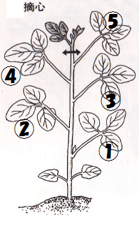 枝豆の摘心は 本葉が5 6枚ほど生えてきたら 摘心を行うタ Yahoo 知恵袋