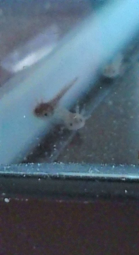 孵化したウーパールーパーに食べさせたいのですが ブラインシュリンプが孵 Yahoo 知恵袋