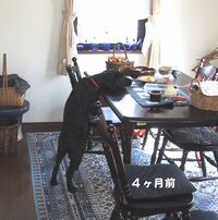 大型犬のトイレをバルコニーでさせるには こんにちは 欧州在住のもので Yahoo 知恵袋