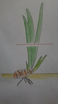 ジャーマンアイリスについて質問します 先週のgw 5月の上旬 にジ Yahoo 知恵袋